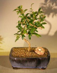 Flowering Fukien Tea Bonsai Tree<br>Coiled Trunk Style<br><i>(ehretia microphylla)</i>