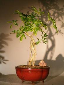Hawaiian Umbrella Bonsai Tree<br>Coiled Trunk Banyan Style<br><i>(arboricola schefflera 'luseanne')</i>