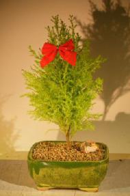 Lemon Cypress Bonsai Tree <br><i>(cupressus macrocarpa)</i>