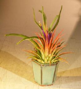 Flowering Tillandsia Bonsai Tree Air Plant<br><i>(epiphytic)</i>