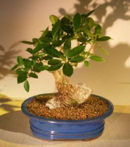 Green Emerald Ficus Bonsai Tree<br>Root Over Rock Style<br><i>(ficus microcarpa)</i>