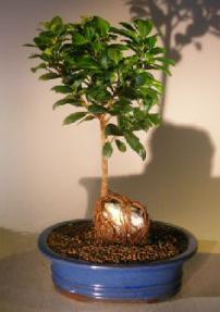 Ginseng Ficus Bonsai Tree - Medium<br>Root Over Rock Style<br><i>(Ficus Retusa)</i>
