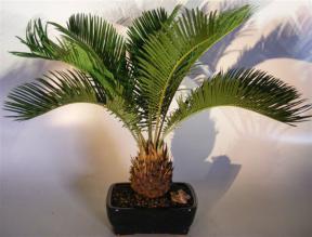 Sago Palm Bonsai Tree<br><i>(cycas revoluta)</i>