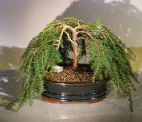 Dwarf Weeping Hemlock Bonsai Tree<br><i>(Tsuga Canadensis) 'coles prostmate'</i>