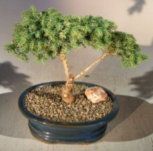 Dwarf Norway Spruce Bonsai Tree<br><i>(picea abies 'pygmaea')</i>