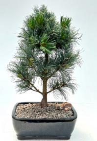 Japanese White Pine Bonsai Tree <br><i>(pinus parviflora 'bergman')</i>