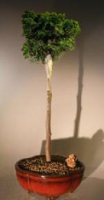 Hinoki Cypress Bonsai Tree<br>Upright Style<br><i>(chamecyparis obtusa 'verdoni')</i>