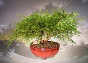 Green Thread Cypress Bonsai Tree<br><i>(chamaecyparis pisifera 'golden mop')</i>