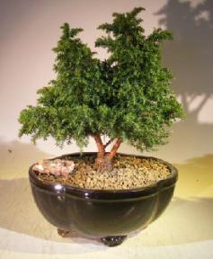 Cryptomeria Bonsai Tree <br><i></i>(japonica - tansu)