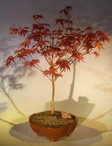 Japanese Red Maple Bonsai Tree<br><i> (Shindeshojo)</i>