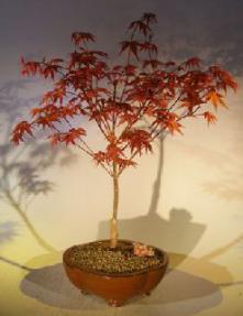 Japanese Red Maple Bonsai Tree<br>(Acer Palmautm Shin-Deshojo)