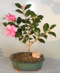Flowering Camellia Sasanqua Bonsai Tree<br><i>(Shishi Gashira)</i>