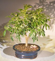 Golden Hawaiian Umbrella Bonsai Tree - Medium<br><i>(arboricola schefflera 'luseanne')</i>