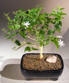 Flowering Downy Jasmine Bonsai Tree <br>(jasminum 'multiflorum')