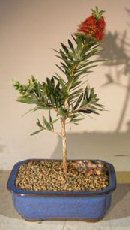 Flowering Bottlebrush - Little John Bonsai Tree - Small<br><i>(Callistemon Citrinus 