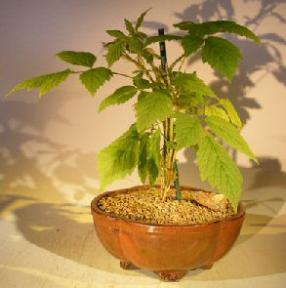 Flowering Raspberry Bonsai<br><i>(Raspberry Idaeobatus)</i>