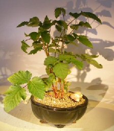 Flowering Blackberry Bonsai<br><i>(Rubus Fruitcosus)</i>