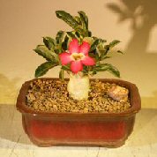 Flowering Desert Rose Bonsai Tree - Small<br></i>(Adenium Obesum)<i/>