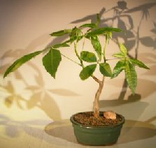 Money Bonsai Tree - 'Good Luck Tree'<br>(pachira aquatica)
