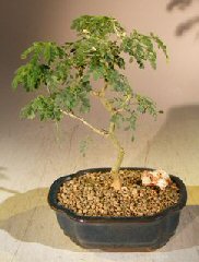 Flowering Brazilian Raintree Bonsai Tree - Small <br><i>(pithecellobium tortum)</i>