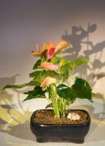 Flowering Pink Anthurium (