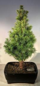 Alberta Spruce Bonsai Tree - Medium<br><i>(Picea Glauca Conica)</i>