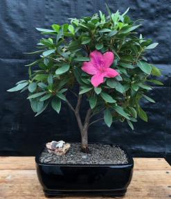 Flowering Tropical Pink Azalea Bonsai Tree<br><i>(rhododendron 'southern charm')</i><br>