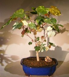 Flowering Sea Hibiscus -  Variegated<br><i>(hibiscus tiliaceus)</i>