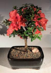 Flowering Tropical Duc De Rohan Azalea Bonsai Tree <br><i>(southern indica)</i>