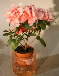 Self Watering Pink Azalea ( Tiny Dancer)