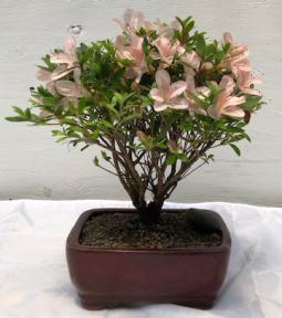 Flowering Azalea Bonsai Tree <br><i>(Rhododendron 'obtusum')</i>