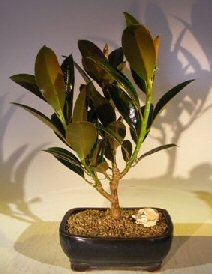 Burgundy Bonsai Tree<br>( Ficus Elastica 'Burgundy') 