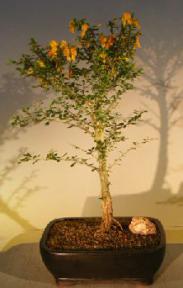 Flowering Jamaican Raintree Bonsai Tree <br><i>(brya ebenus)</i>