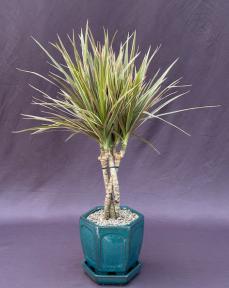 Dracena Bonsai Tree<br>Braided Trunk - Variegated<br><i>(Dracena Marginata)</i>