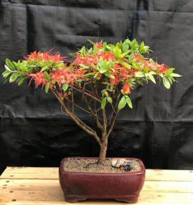 Flowering Chojuho Azalea Bonsai Tree <br><i>(Chojuho Satsuki Azalea)</i>