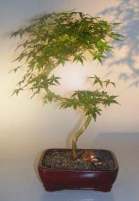 Japanese Green Maple Bonsai Tree <br>Curved 