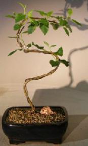 Paper Birch Bonsai Tree<br>Curved 