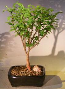 Flowering Chinese Nanking Cherry Bonsai Tree<br><i>(prunus tomentosa)</i>