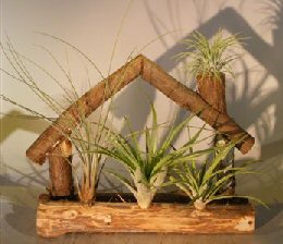 Flowering Bonsai Tree Air Plant (epiphytic)<br>Log Cabin Planter<br><i>(tillandsia ionantha)</i>