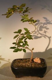 Copper Beech Bonsai Tree<br>Trained 