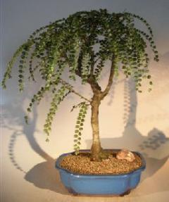 Flowering Thumb Tack Bonsai Tree<br><i>(pictetia aculeata)