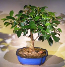 Dwarf African Stangler Fig<br>(ficus natalensis)</i>