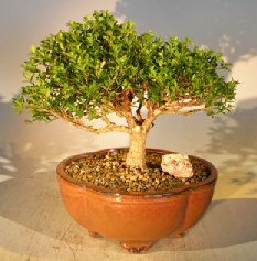 Japanese Boxwood Bonsai Tree<br><i>(buxus 'moris midget')</i>