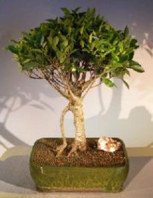 Ficus Retusa Bonsai Tree - Large <br><i>(Ficus Retusa)</i>