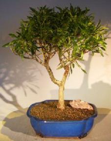 Flowering Buttonwood Bonsai Tree<br><i>(conocarpus erectus)</i>