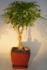 Hawaiian Umbrella Bonsai Tree - Variegated<br>Braided Trunk With Golf Ball<br><i>(arboricola schefflera)</i>