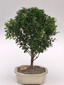 Dwarf Japanese Holly Bonsai Tree<br><i>(ilex crenata 'piccolo')</i>