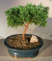 Cryptomeria Bonsai Tree- Medium<br><i>(japonica - tansu)</i>