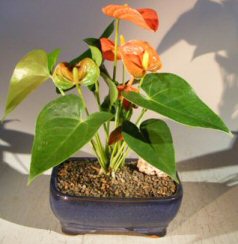 Flowering Peach Anthurium (