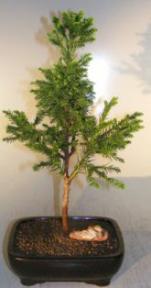 Cryptomeria Black Dragon<br><i>(cryptomeria 'black dragon')</i>